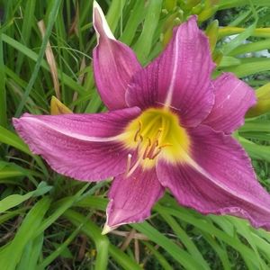 Meet your Posher, Bridget